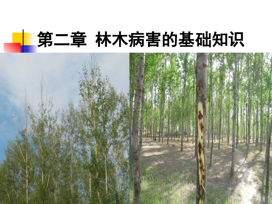 第二章 第一节林木病害的基础知识(2012春季)_第1页