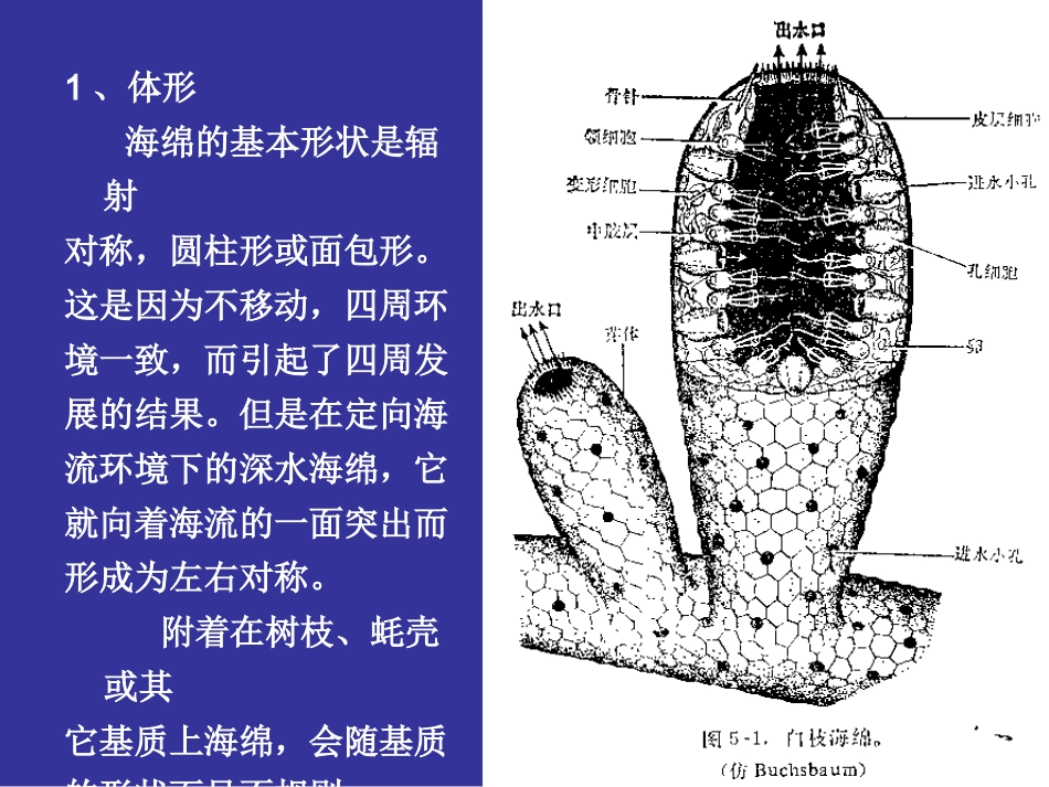 第二章 海绵动物_第3页
