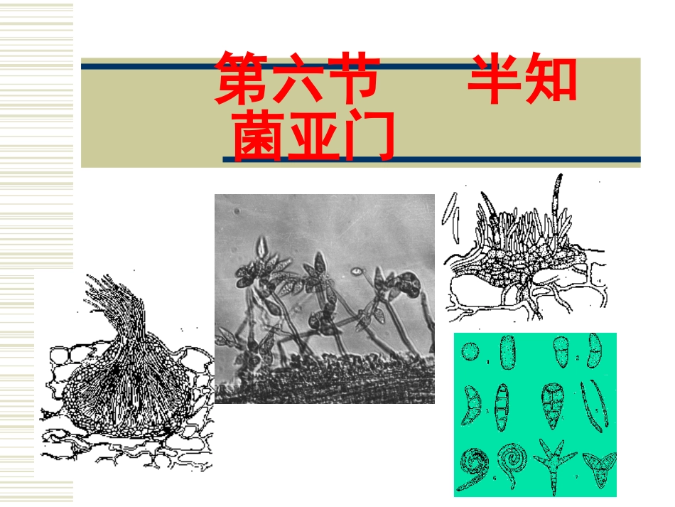 第二章 真菌(半知菌)(4)-1_第1页
