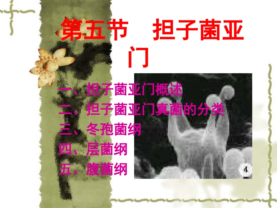 第二章  真菌(担子菌)(3)-1_第1页