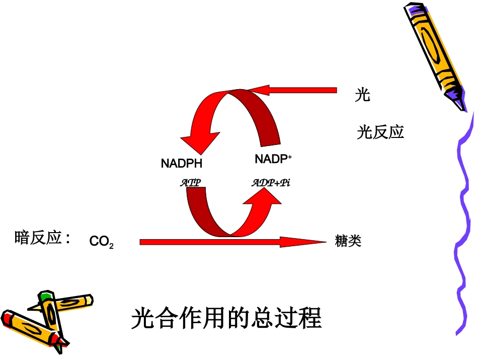 第三章光合作用2_第2页