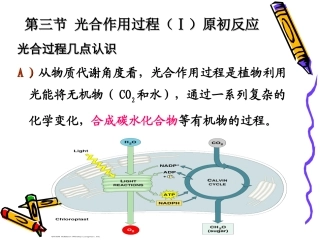 第三章光合作用2