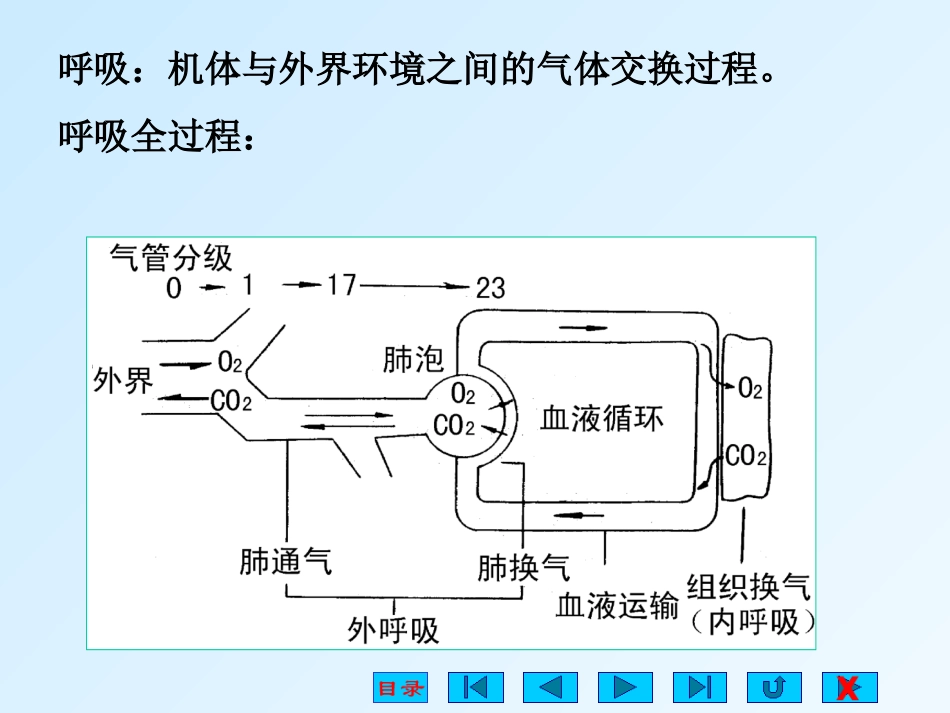 第七章呼吸一_第2页