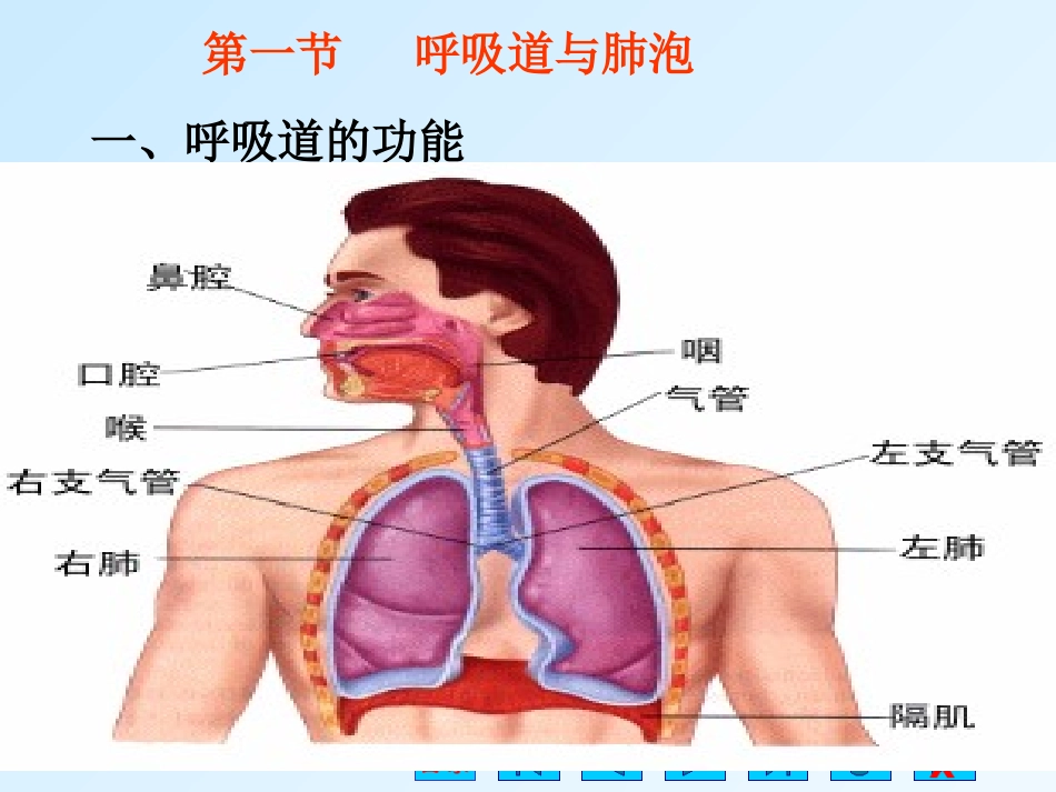 第七章呼吸一_第3页