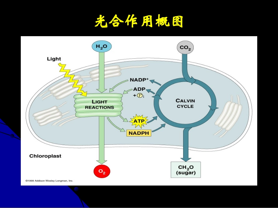 第七章 光合作用_第3页
