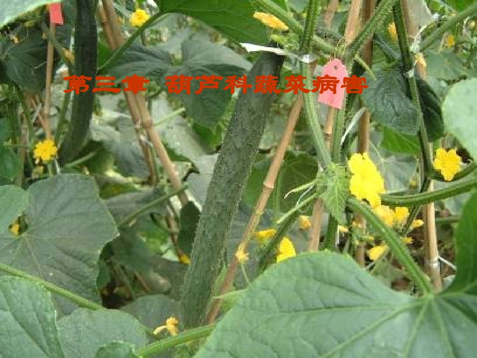第一部-瓜类病害_第1页