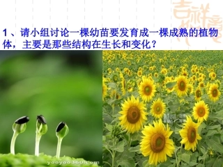 第一节  根的生长
