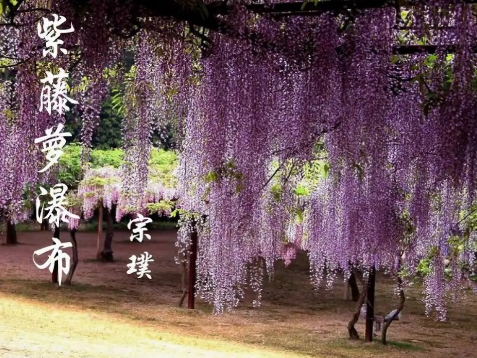 (部编)初中语文人教2011课标版七年级下册紫藤萝瀑布课件-(20)_第1页