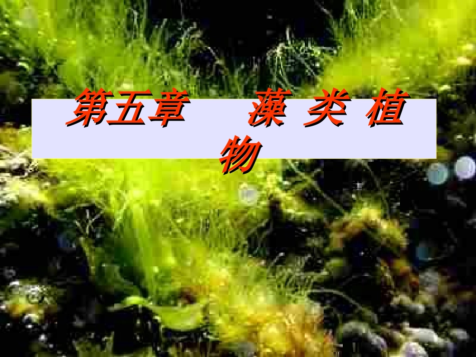 第5章 藻类植物 (1)_第1页
