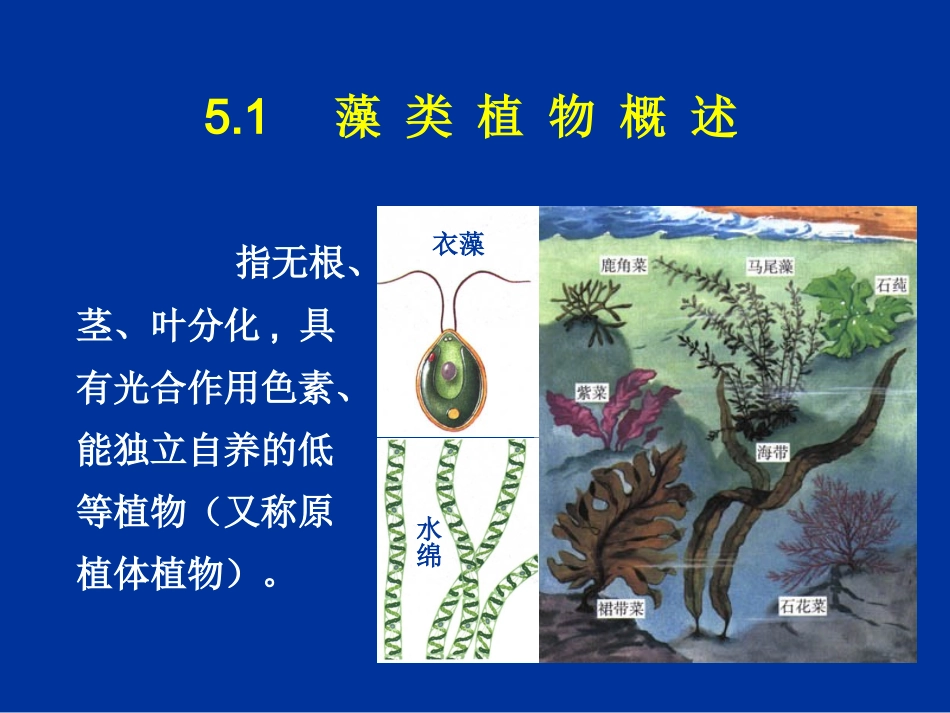 第5章 藻类植物 (1)_第3页