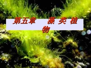 第5章 藻类植物 (1)