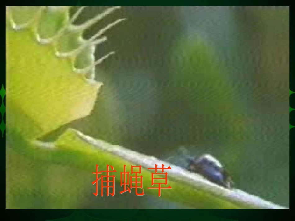 《吃虫草》课件02_第2页
