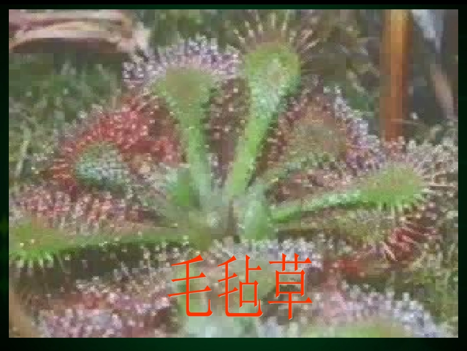 《吃虫草》课件02_第3页