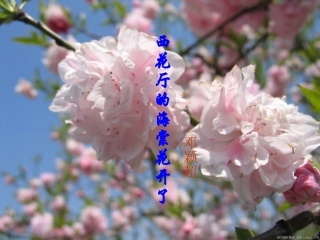 第3课《西花厅的海棠花又开了》课件(语文版九上)