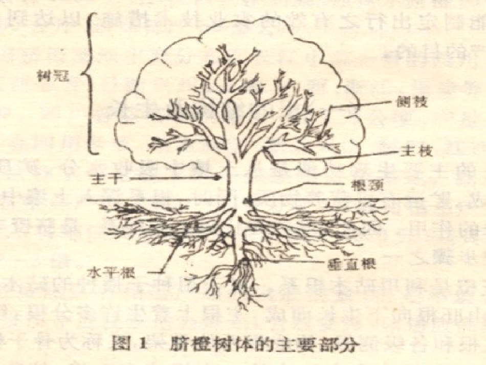 第3章-生物学习性-2013_第3页