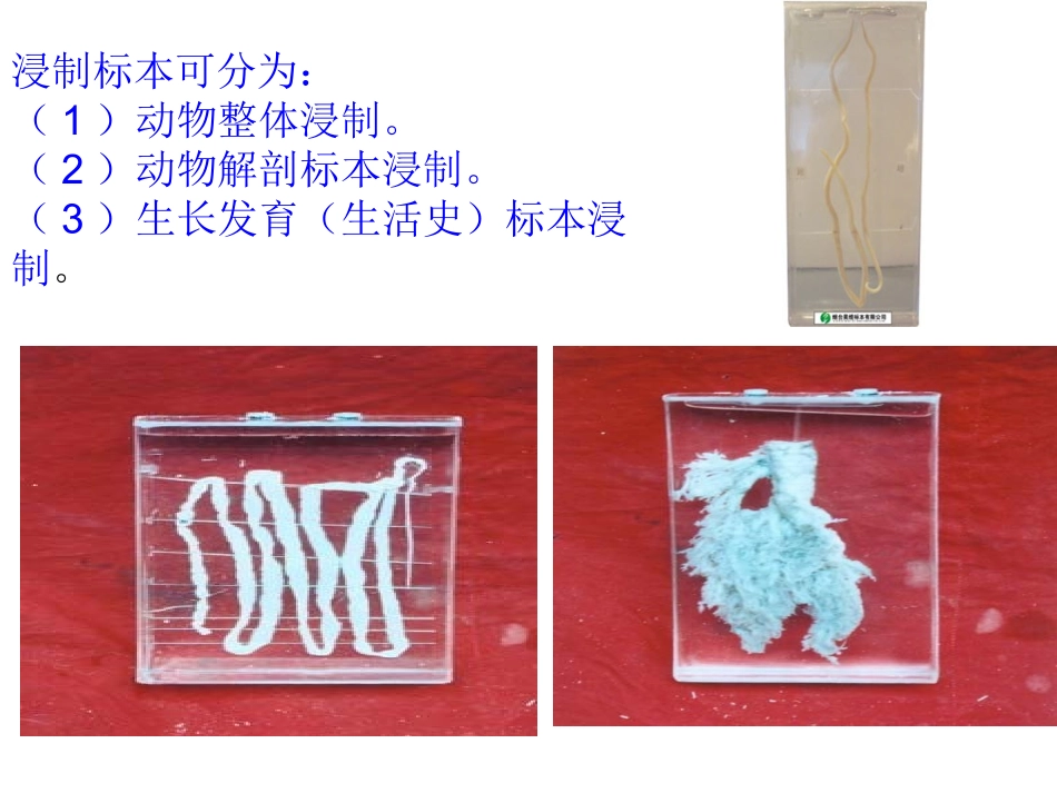 第2章 无脊椎动物标本制作PPT_第3页