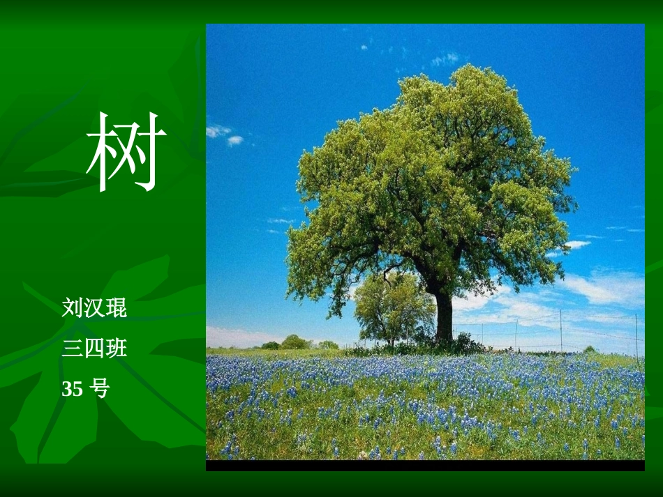稀奇百怪的树_第1页