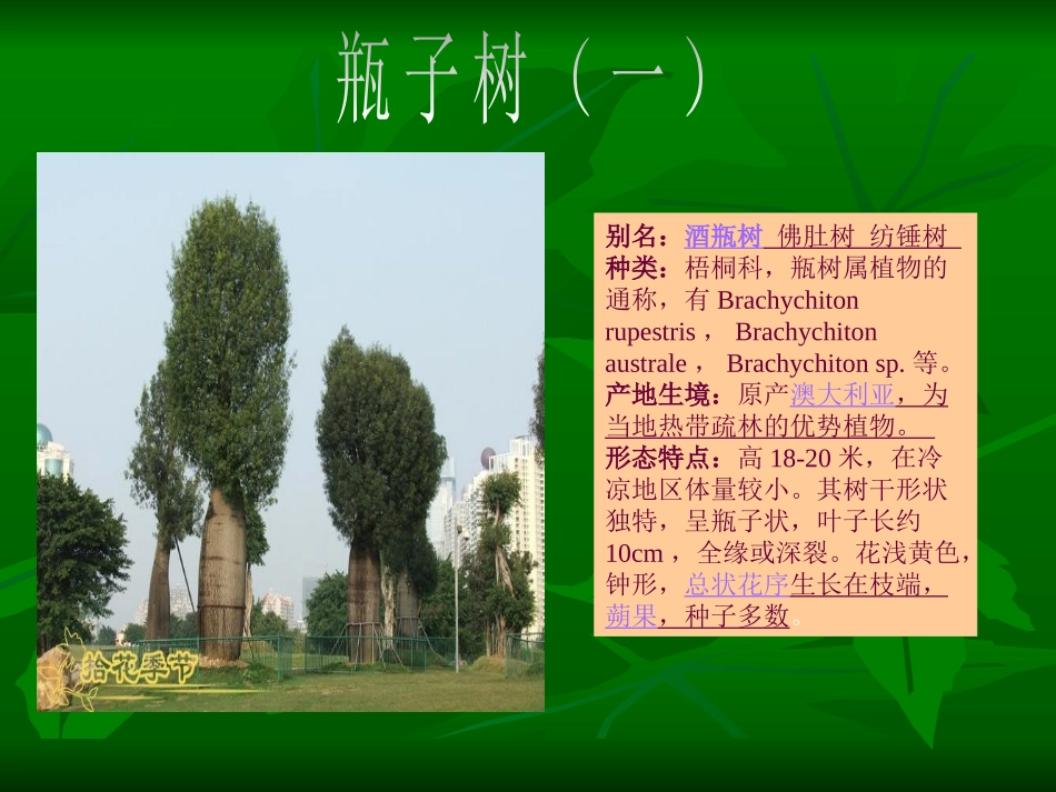 稀奇百怪的树_第3页