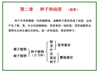 种子及根(一)