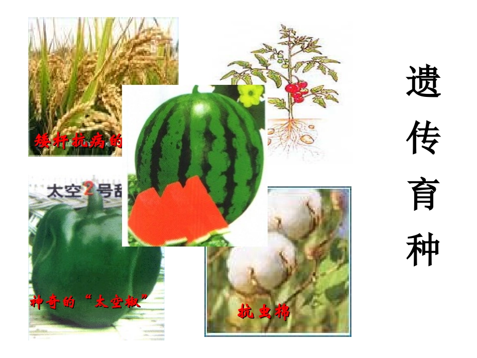 矮杆抗病的水稻_第1页