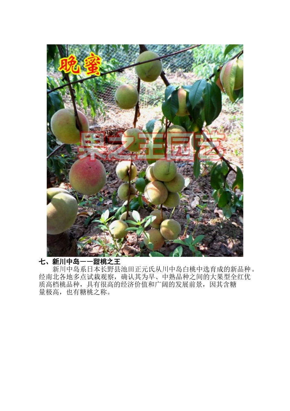 短低温大果型中晚熟硬肉桃品种(下)_第2页