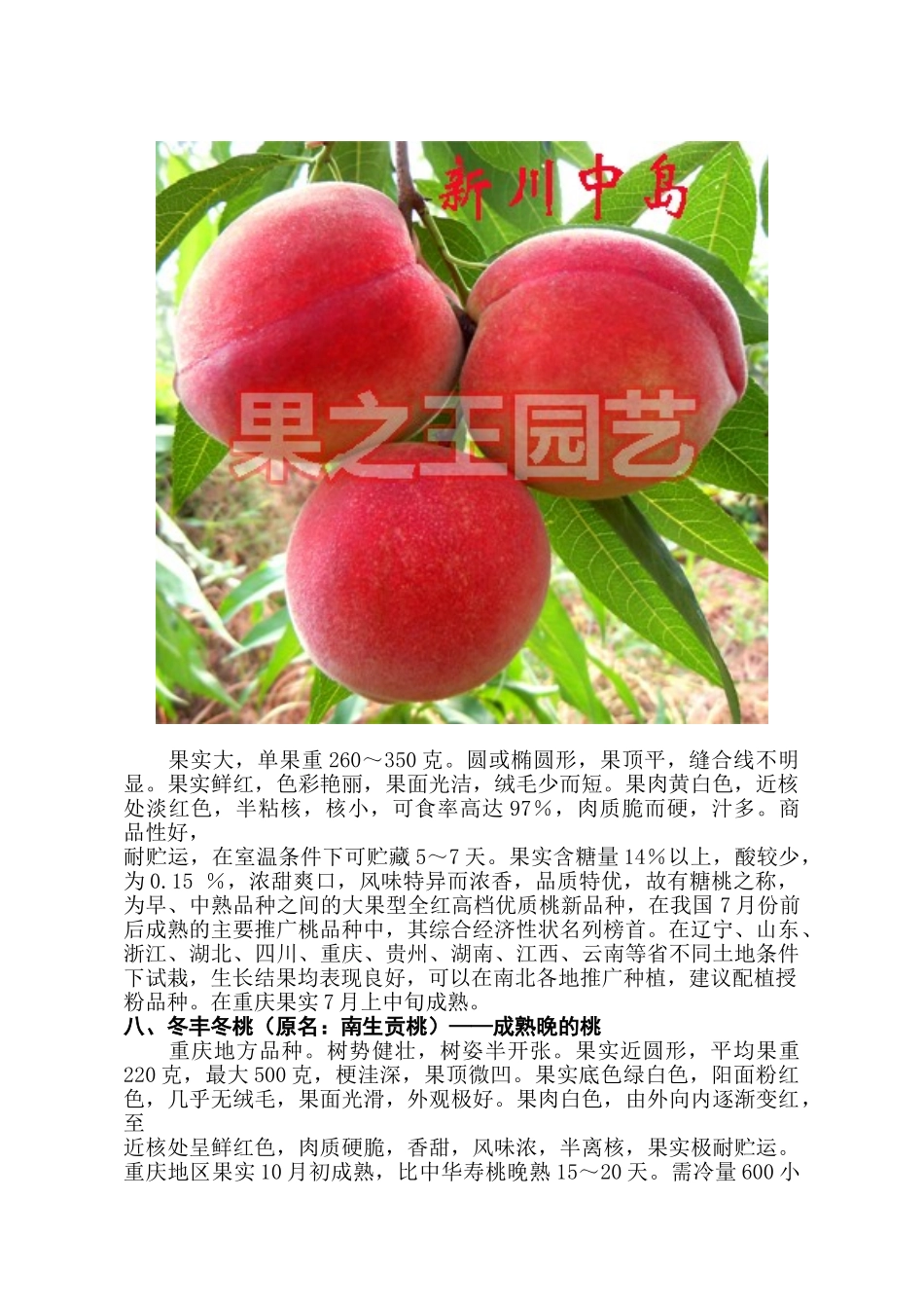 短低温大果型中晚熟硬肉桃品种(下)_第3页