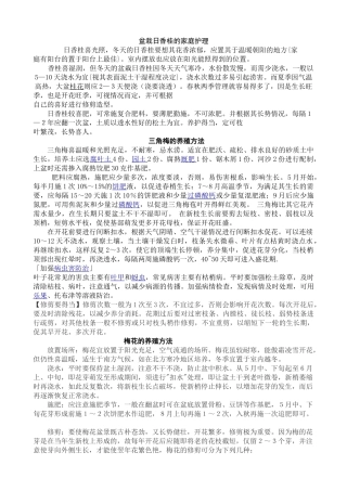 盆栽日香桂的家庭护理