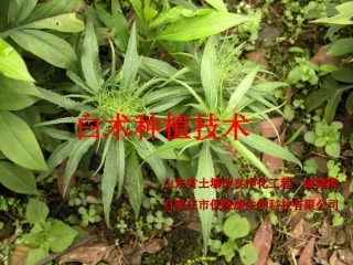 白术种植技术