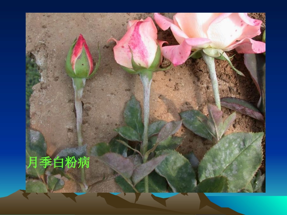 白粉病锈病叶斑病识别_第1页