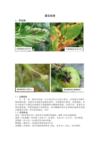 番茄贮藏病害整理