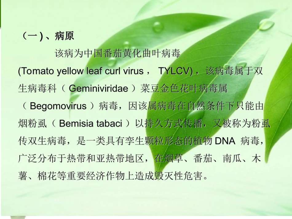 番茄病虫害防治技术教程_第3页