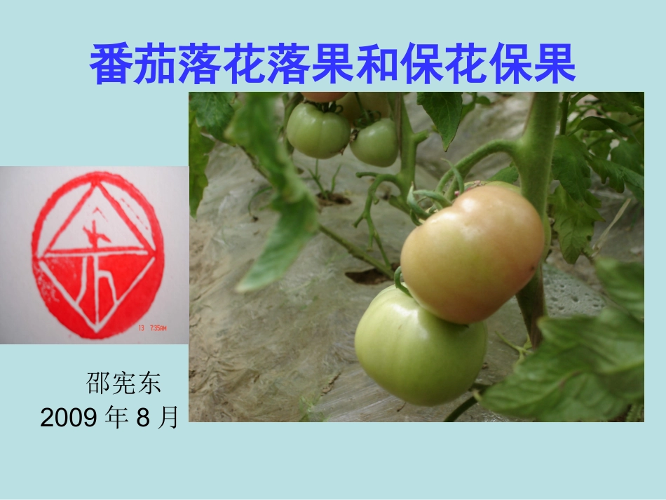 番茄落花落果和保花保果_第1页