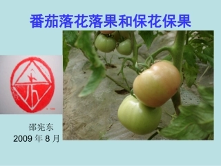 番茄落花落果和保花保果