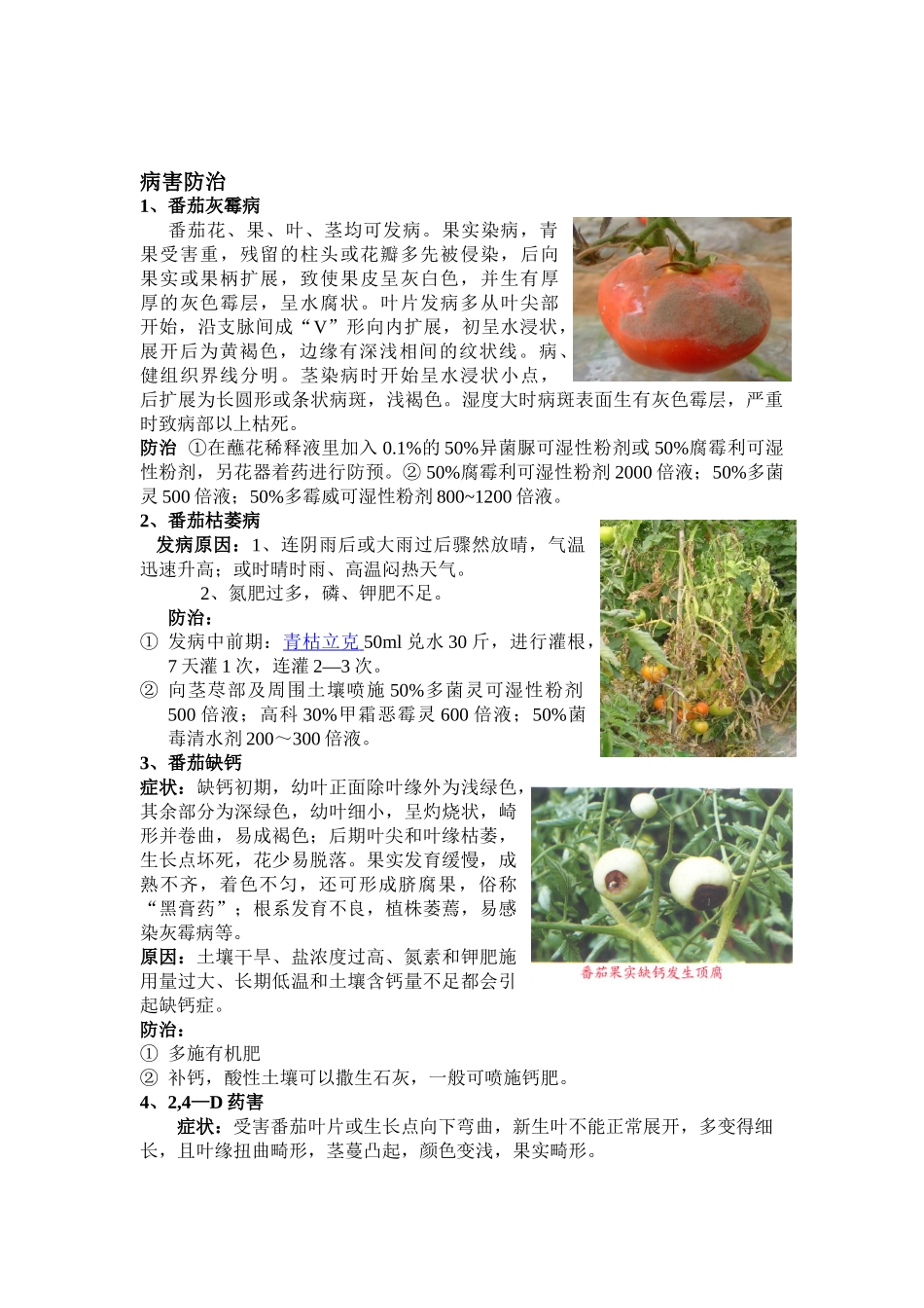 番茄栽培 心得_图文_第3页