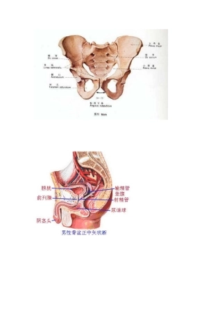 男性骨盆图片