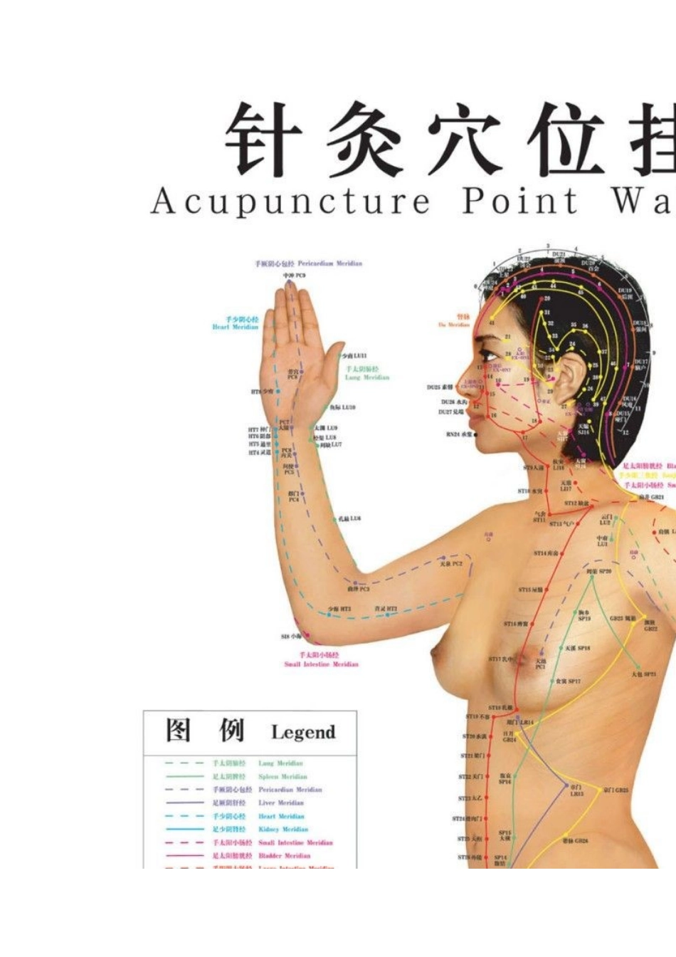 男女真人针灸穴位挂图_第2页