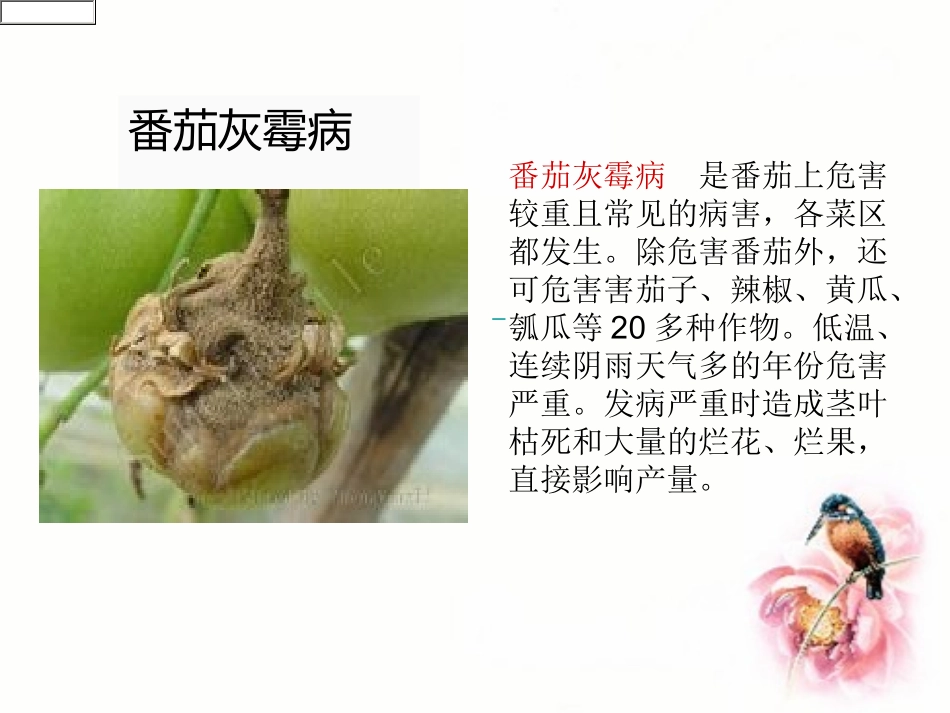 生防,木霉菌防治番茄灰霉病_第3页