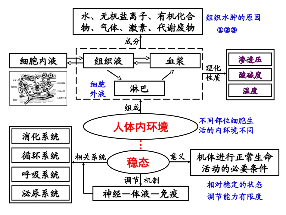 生物的稳态及维持   生物班_第2页