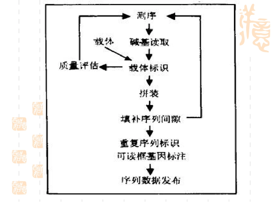 生物信息学  序列拼接_第3页