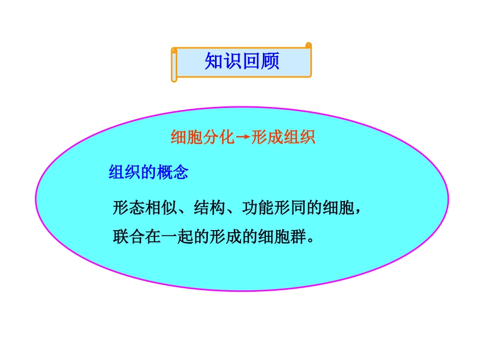 生物体的结构层次 免费_第2页