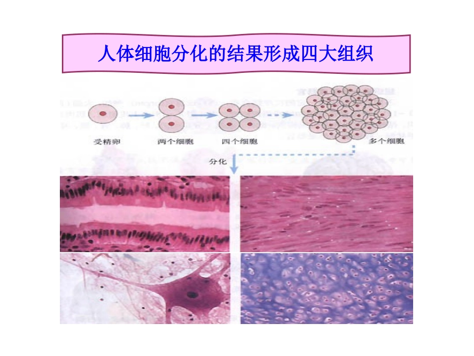 生物体的结构层次 免费_第3页