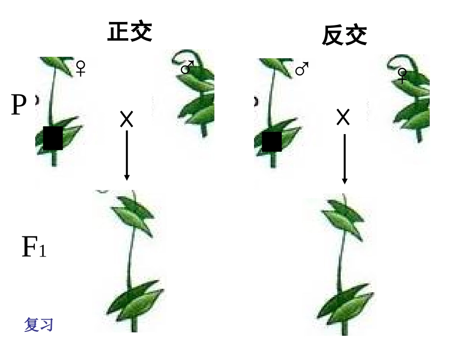 生二 1.2 基因的自由组合定律复习6_第3页