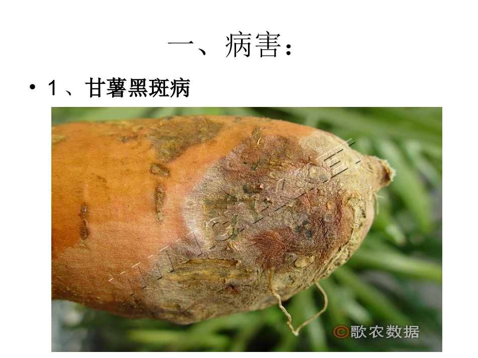 甘薯病虫害图片_第2页