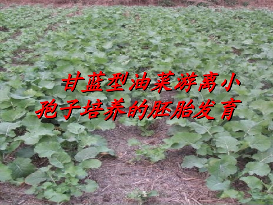 甘蓝型油菜小孢子发育_第2页