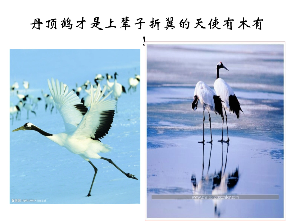 珍稀动物基地组织_第3页