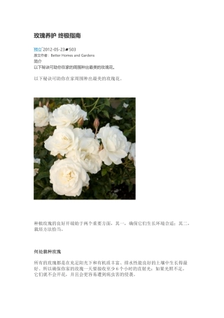 玫瑰养护 终极指南