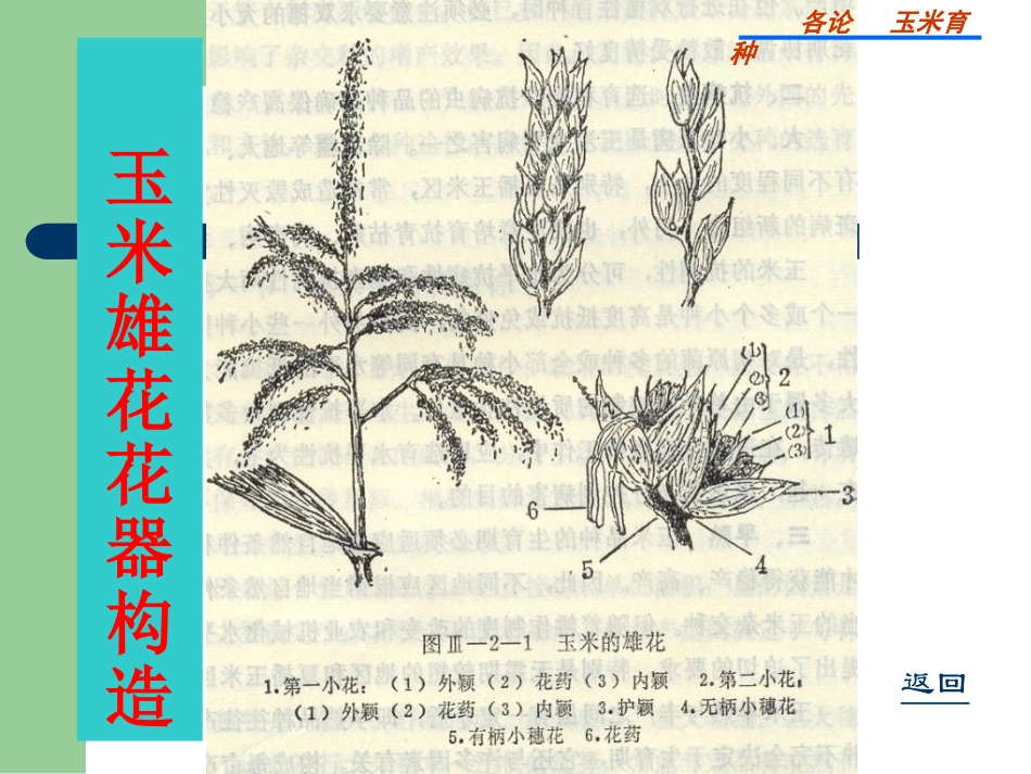玉米育种 - 玉米育种_第2页