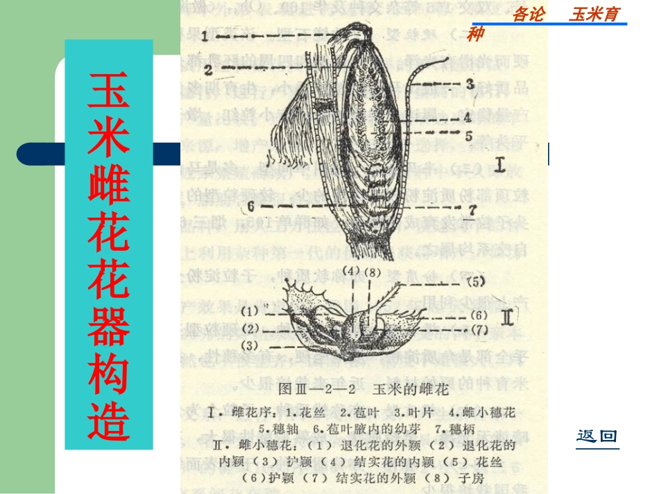 玉米育种 - 玉米育种_第3页