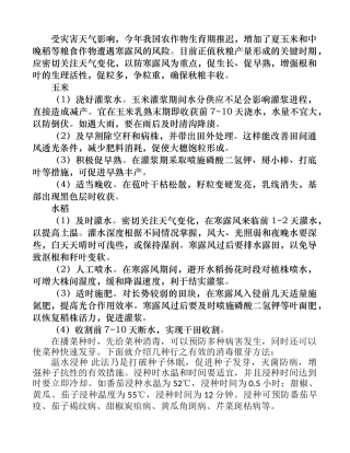 玉米、水稻加强管理促进早熟