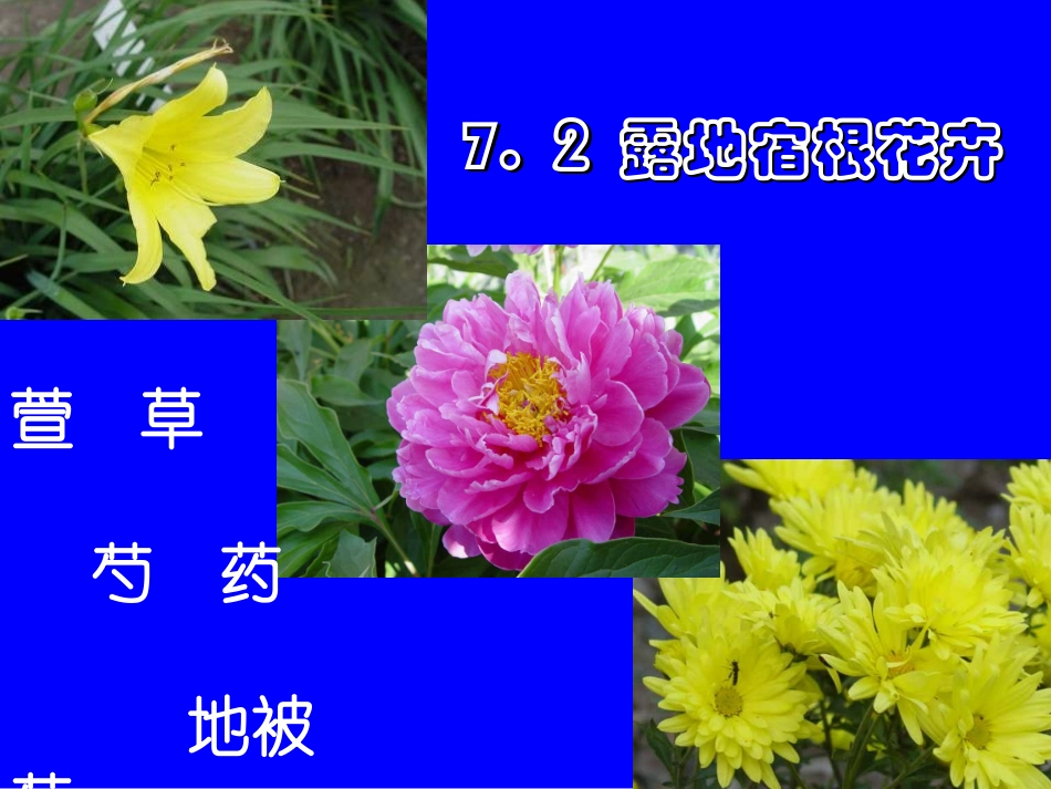 牡丹芍药栽培_第1页